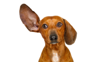 38 Listening Dog listening carefully RS John Larrere Consulting LLC